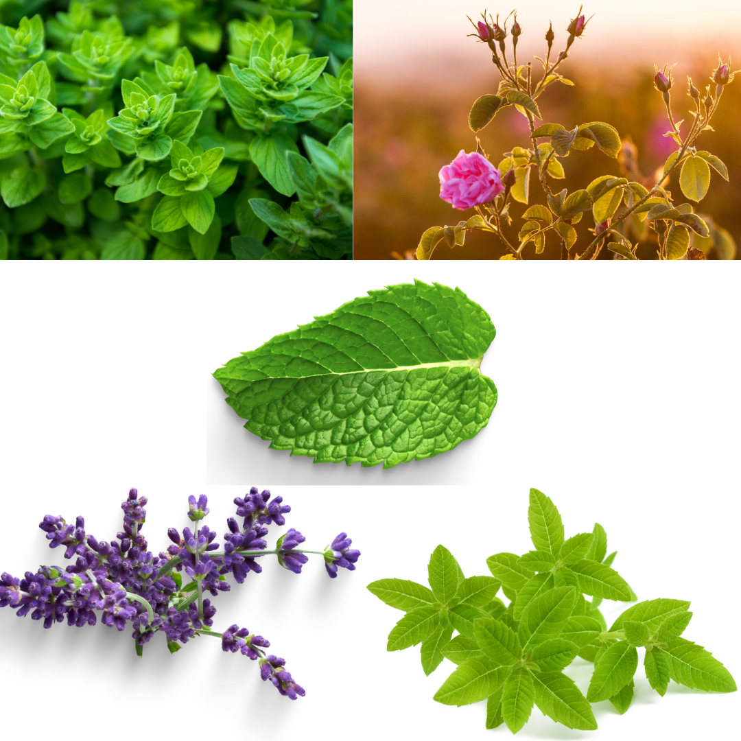 palnt fresh aroma